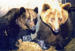 foto femmine di orso bruno con cuccioli di pochi giorni di vita
